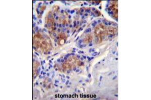 CASP12 Antibody immunohistochemistry analysis in formalin fixed and paraffin embedded human stomach tissue followed by peroxidase conjugation of the secondary antibody and DAB staining. (Caspase 12 抗体  (AA 165-193))