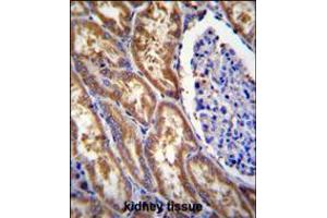 EXOC3L Antibody immunohistochemistry analysis in formalin fixed and paraffin embedded human kidney tissue followed by peroxidase conjugation of the secondary antibody and DAB staining. (EXOC3L1 抗体  (C-Term))