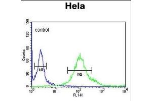 anti-Synaptotagmin Like Protein 2 (SYTL2) (AA 840-868) antibody