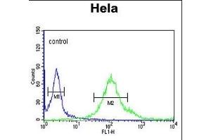 SYTL2 Antibody (Center) (ABIN650996 and ABIN2840030) flow cytometric analysis of Hela cells (right histogram) compared to a negative control cell (left histogram).