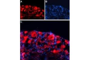 Expression of GABA(A) γ1 receptor in rat DRG - Immunohistochemical staining of rat dorsal root ganglion (DRG) frozen sections using Anti-GABA(A) γ1 Receptor Antibody (ABIN7043192, ABIN7044313 and ABIN7044314), followed by goat anti-rabbit-AlexaFluor-594 secondary antibody. (GABRg1 抗体  (C-Term, Intracellular))