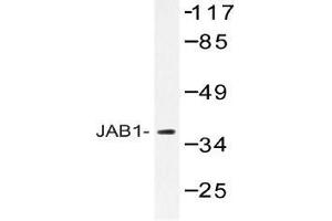 Western blot (WB) analysis of JAB1 antibody in extracts from 293 cells. (COPS5 抗体)