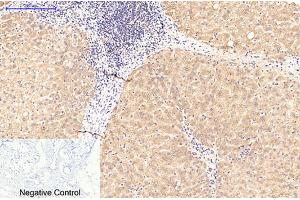 Immunohistochemical analysis of paraffin-embedded human breast tissue.