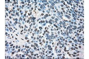Image no. 4 for anti-Mitogen-Activated Protein Kinase 1 (MAPK1) antibody (ABIN1499291)