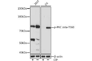 Western blot analysis of extracts of various cell lines, using Phospho-PKC zeta-T560 Rabbit mAb (ABIN7269640) at 1:1000 dilution. (PKC zeta 抗体  (pThr560))