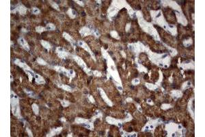 Image no. 1 for anti-3-Oxoacyl-ACP Synthase, Mitochondrial (OXSM) (AA 78-343) antibody (ABIN1491674) (OXSM 抗体  (AA 78-343))