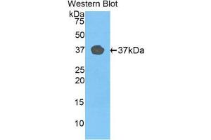 Western Blotting (WB) image for anti-Fibulin 4 (FBLN4) (AA 278-366) antibody (ABIN1858819) (FBLN4 抗体  (AA 278-366))