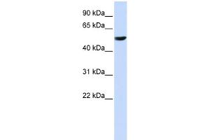 WB Suggested Anti-CYB561 Antibody Titration:  0. (CYB561 抗体  (Middle Region))