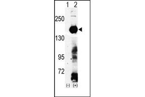 Image no. 1 for anti-Lysine (K)-Specific Demethylase 4A (KDM4A) (N-Term) antibody (ABIN356585) (KDM4A 抗体  (N-Term))