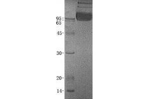 Validation with Western Blot (Osteoactivin Protein (GPNMB) (Transcript Variant 1))