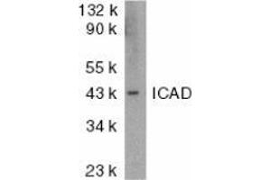 Western blot analysis of ICAD in mouse lung tissue lysate with AP30398PU-N ICAD antibody at 1 μg/ml.