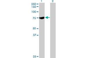 Western Blot analysis of SYTL3 expression in transfected 293T cell line by SYTL3 MaxPab polyclonal antibody. (SYTL3 抗体  (AA 1-610))