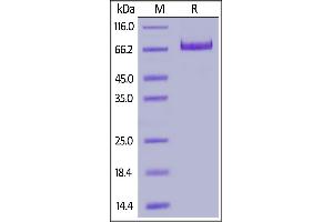 SDS-PAGE (SDS) image for Sialic Acid Binding Ig-Like Lectin 10 (SIGLEC10) (AA 17-546) protein (His tag,AVI tag,Biotin) (ABIN6938925)