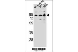 Western blot analysis in MDA-MB453,ZR-75-1,A549 cell line lysates (35ug/lane). (CTTNBP2NL 抗体  (N-Term))