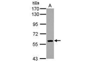 Image no. 1 for anti-Early B-Cell Factor 1 (EBF1) (AA 57-317) antibody (ABIN1497945)