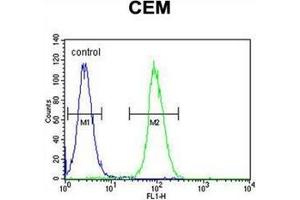Flow cytometric analysis of CEM cells using LIPC / Hepatic lipase Antibody (N-term) Cat. (LIPC 抗体  (N-Term))