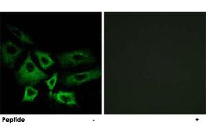 Immunofluorescence analysis of A-549 cells, using NT5C1A polyclonal antibody . (NT5C1A 抗体)