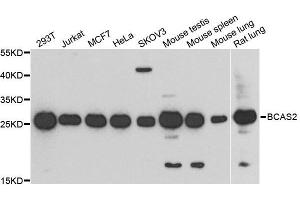Western blot analysis of extracts of various cell lines, using BCAS2 antibody. (BCAS2 抗体  (AA 1-225))