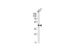 Western Blotting (WB) image for anti-Sirtuin 3 (SIRT3) (AA 250-279), (C-Term) antibody (ABIN390178)