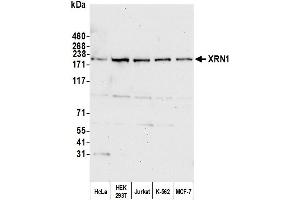 Western Blotting (WB) image for anti-5'-3' Exoribonuclease 1 (XRN1) (C-Term) antibody (ABIN7450913) (XRN1 抗体  (C-Term))