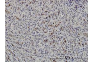 Immunostaining (ISt) image for anti-Protein Kinase, AMP-Activated, alpha 1 Catalytic Subunit (PRKAA1) (AA 451-550) antibody (ABIN519164)