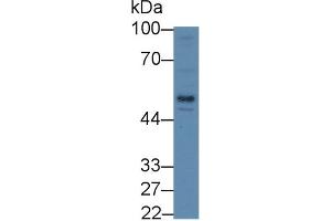 Detection of LBP in Human HepG2 cell lysate using Polyclonal Antibody to Lipopolysaccharide Binding Protein (LBP)