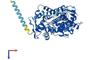 AlphaFold protein structure predicition of Mouse Recombinant Cyp2a12 Protein, UniprotID P56593