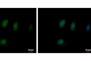 ICC/IF Image TFEC antibody [N1], N-term detects TFEC protein at nucleus by immunofluorescent analysis. (TFEC 抗体  (N-Term))