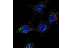 Immunofluorescence (IF) image for anti-SREBF chaperone (SCAP) antibody (ABIN3003807) (SREBF chaperone 抗体)