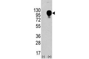 Western blot analysis of CD107b antibody and 293 cell lysate nontransfected or transfected.