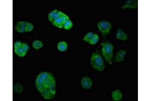 Immunofluorescent analysis of MCF-7 cells using ABIN7174356 at dilution of 1:100 and Alexa Fluor 488-congugated AffiniPure Goat Anti-Rabbit IgG(H+L) (USP7 抗体  (C-Term))