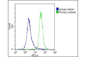 Overlay histogram showing U-2 OS cells stained with (ABIN654335 and ABIN2844108)(green line). (METTL4 抗体  (C-Term))