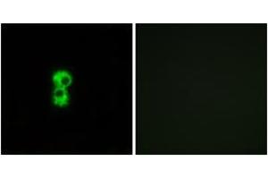 Immunofluorescence analysis of MCF7 cells, using OR1D4/5 Antibody. (OR1D4/5 抗体  (AA 200-249))