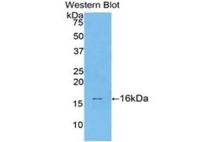 Western Blotting (WB) image for anti-Transforming Growth Factor, beta 1 (TGFB1) (AA 279-390) antibody (ABIN3209250) (TGFB1 抗体  (AA 279-390))