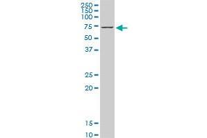 HSPA1B monoclonal antibody (M05), clone 2D11. (HSPA1B 抗体  (AA 531-611))