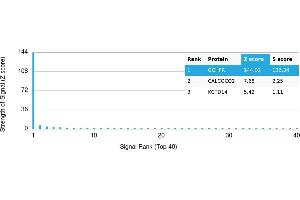 Protein Array (PAr) image for anti-GTP Cyclohydrolase I Feedback Regulator (GCHFR) antibody (ABIN7456204) (GCHFR 抗体)
