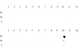 Specificity Data: Dot blot analysis was used to confirm the specificity of Histone H3 monomethyl Lys36 antibody for monomethyl-lysine 36 of histone H3.
