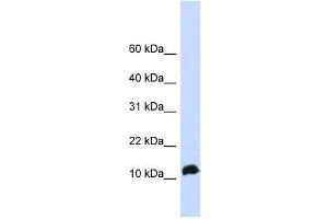 NHLH1 antibody used at 0. (NHLH1 抗体  (Middle Region))