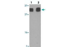 Western blot analysis of RILPL2 in A-549 cell lysate with RILPL2 polyclonal antibody  at (1) 1 and (2) 2 ug/mL. (RILPL2 抗体  (Internal Region))
