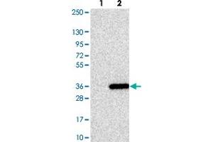 Western blot analysis of Lane 1: Negative control (vector only transfected HEK293T lysate). (MED19 抗体)