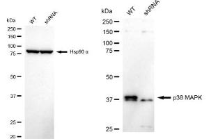 Western blotting analysis using p38 MAPK antibody (ABIN7799448).
