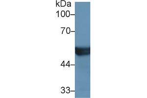 Western Blot; Sample: Mouse Liver lysate; Primary Ab: 1µg/ml Rabbit Anti-Human CYP2D6 Antibody Second Ab: 0. (CYP2D6 抗体  (AA 236-472))