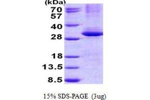 Image no. 1 for Cleavage and Polyadenylation Specific Factor 4, 30kDa (CPSF4) protein (His tag) (ABIN1098798)