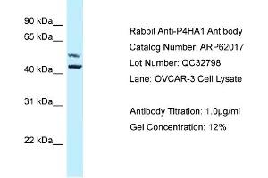 Western Blotting (WB) image for anti-Prolyl 4-Hydroxylase, alpha Polypeptide I (P4HA1) (Middle Region) antibody (ABIN2788990)