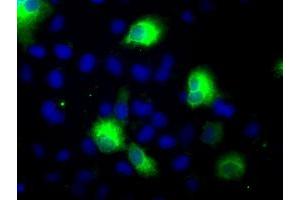 Anti-CYP2E1 mouse monoclonal antibody (ABIN2452935) immunofluorescent staining of COS7 cells transiently transfected by pCMV6-ENTRY CYP2E1 (RC213502). (CYP2E1 抗体)