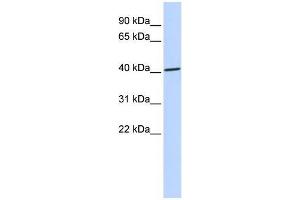 Human 721_B; WB Suggested Anti-ZNF696 Antibody Titration: 0. (ZNF696 抗体  (N-Term))
