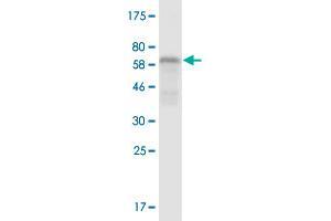 Western Blot detection against Immunogen (57. (RCN2 抗体  (AA 24-317))