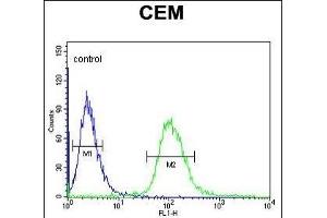 UTY Antibody (C-term) (ABIN653016 and ABIN2842639) flow cytometric analysis of CEM cells (right histogram) compared to a negative control cell (left histogram). (UTY 抗体  (C-Term))
