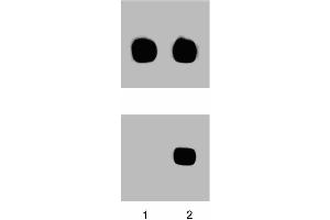 Western blot analysis for p38 MAPK (pT180/pY182) (left figure). (MAPK14 抗体  (pThr180))