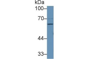 Western blot analysis of Human 293T cell lysate, using Rabbit Anti-Human F9 Antibody (1 µg/ml) and HRP-conjugated Goat Anti-Rabbit antibody (abx400043, 0. (Coagulation Factor IX 抗体  (AA 232-455))